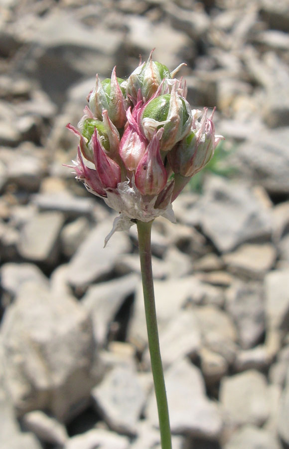 Image of Allium nathaliae specimen.