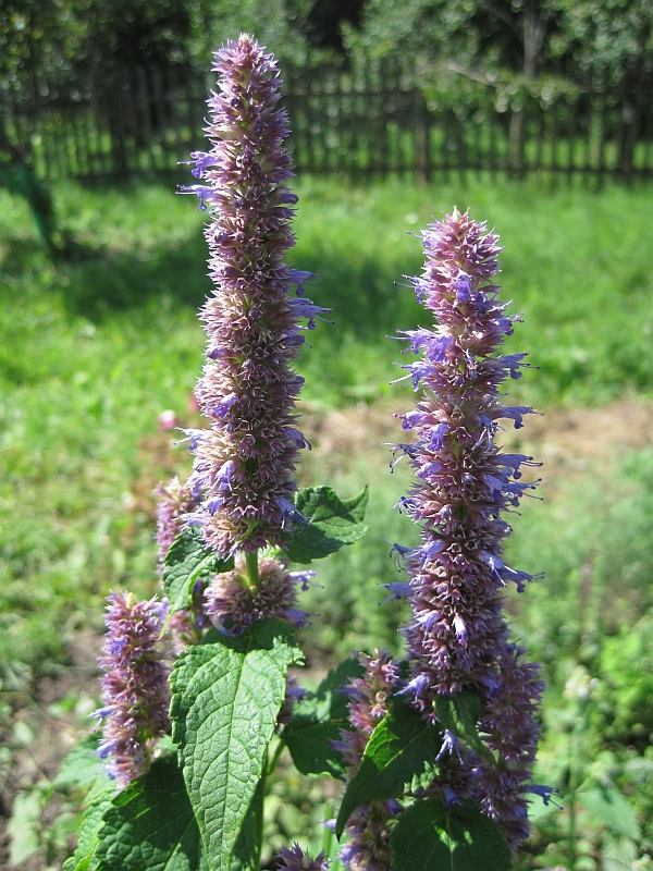 Image of Agastache rugosa specimen.