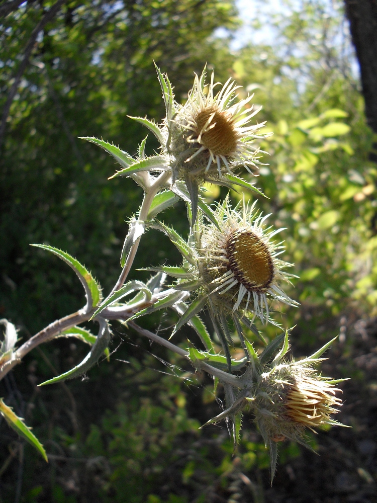 Image of Carlina intermedia specimen.