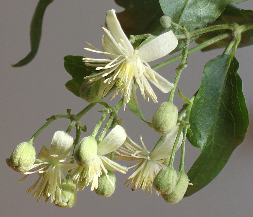 Image of Clematis vitalba specimen.