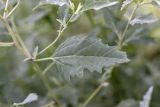 Atriplex tatarica. Лист. Южный Казахстан, правобережье Сыр-Дарьи выше устья Арыси. 27.05.2012.