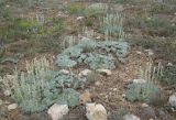 Artemisia caucasica