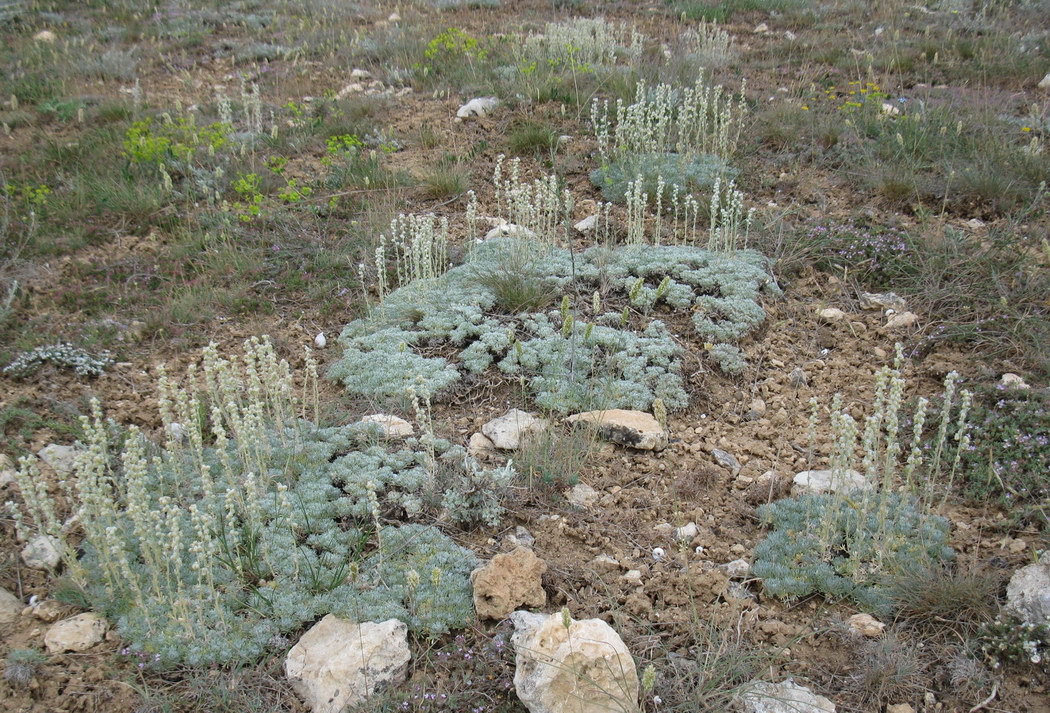 Изображение особи Artemisia caucasica.