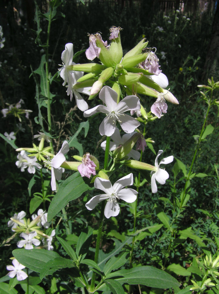 Изображение особи Saponaria officinalis.