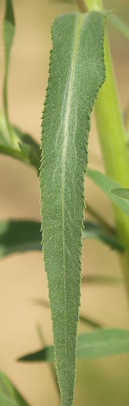 Изображение особи Achillea ptarmica.