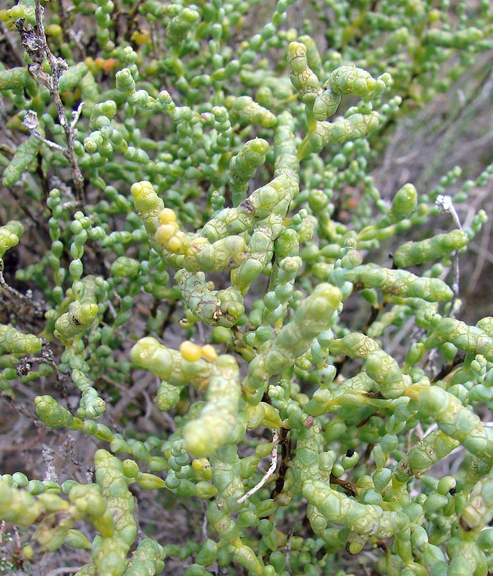 Image of Kalidium schrenkianum specimen.