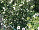 Hibiscus syriacus