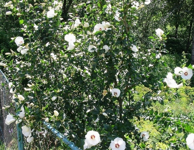 Image of Hibiscus syriacus specimen.