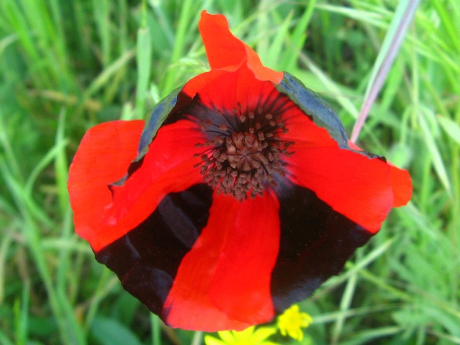 Image of genus Papaver specimen.