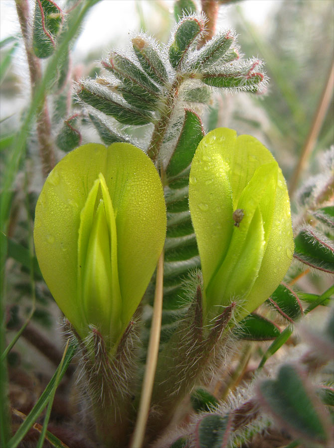 Image of Astragalus caprinus specimen.