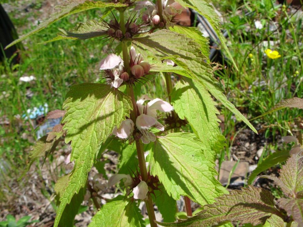 Изображение особи Lamium barbatum.