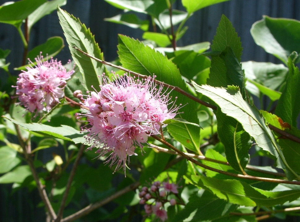 Image of Spiraea salicifolia specimen.