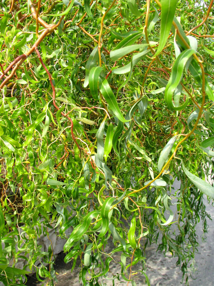Image of Salix &times; sepulcralis specimen.