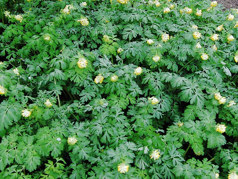 Изображение особи Corydalis nobilis.