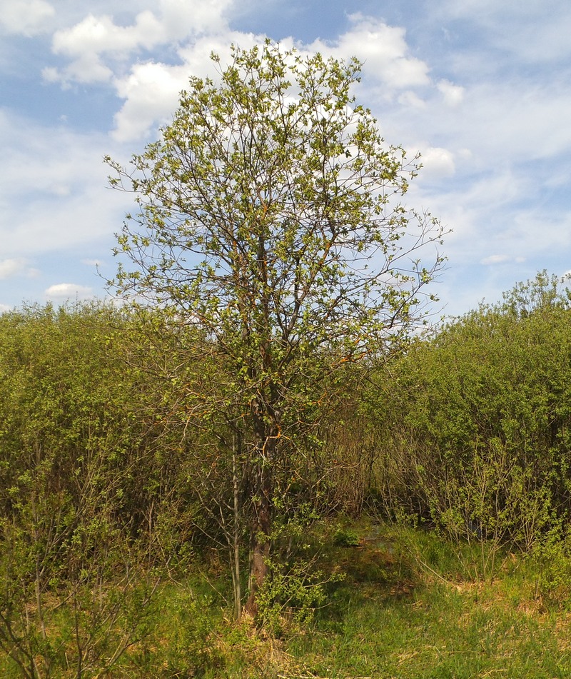 Image of Salix caprea specimen.