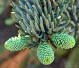 Abies форма glauca