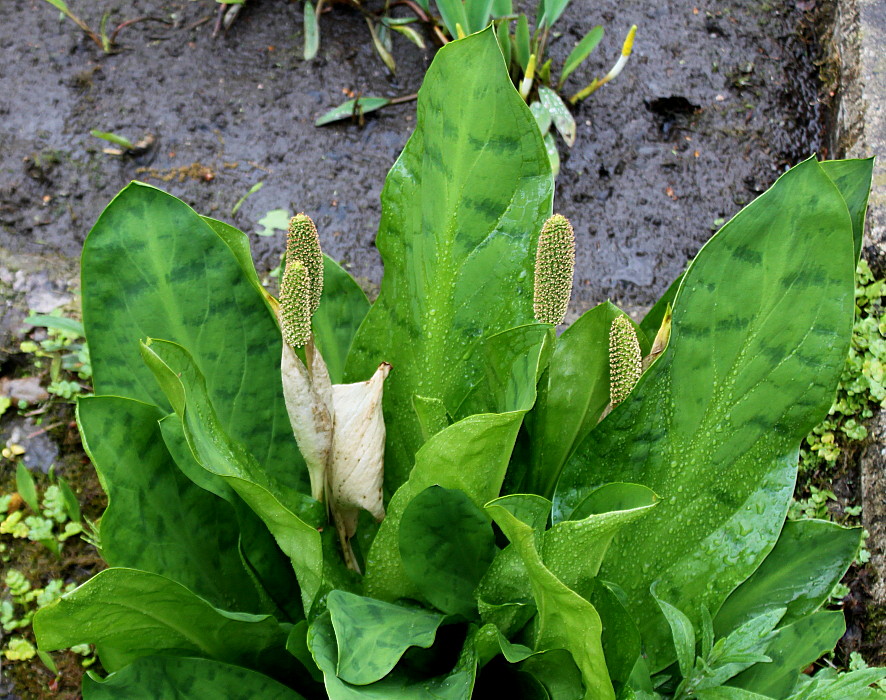 Image of Lysichiton americanus specimen.