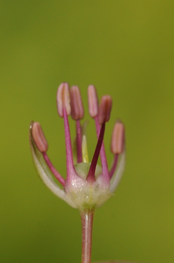 Image of Allium taschkenticum specimen.