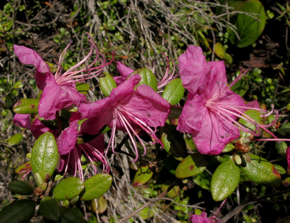 Image of Rhododendron ledebourii specimen.