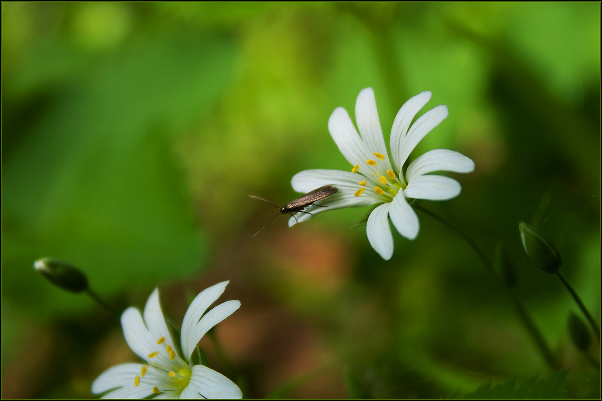 Изображение особи Stellaria holostea.