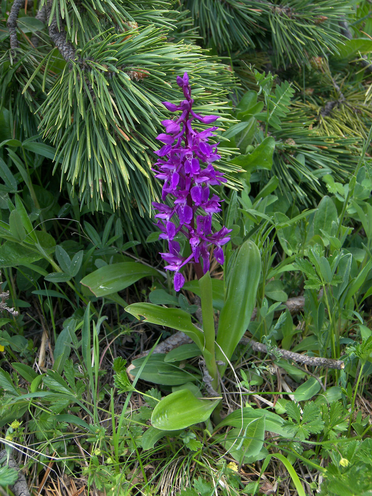 Image of Orchis mascula specimen.