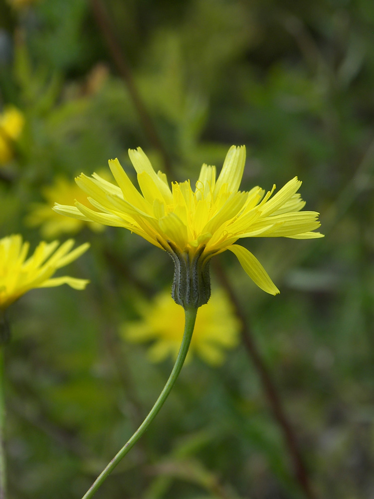 Изображение особи Crepis sonchifolia.