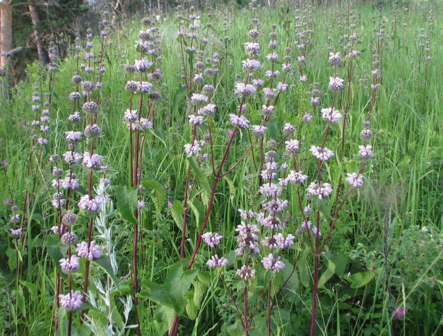 Изображение особи Phlomoides tuberosa.