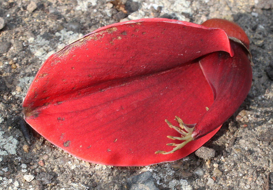 Image of Erythrina crista-galli specimen.