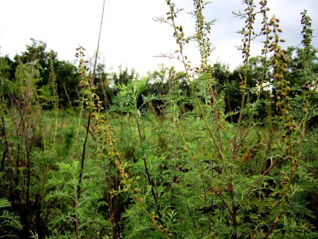 Image of Artemisia abrotanum specimen.