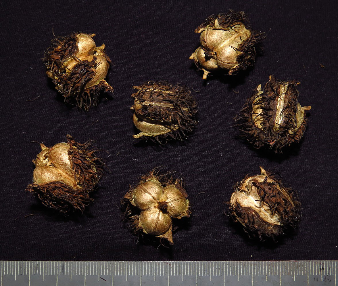 Image of Ricinus communis specimen.