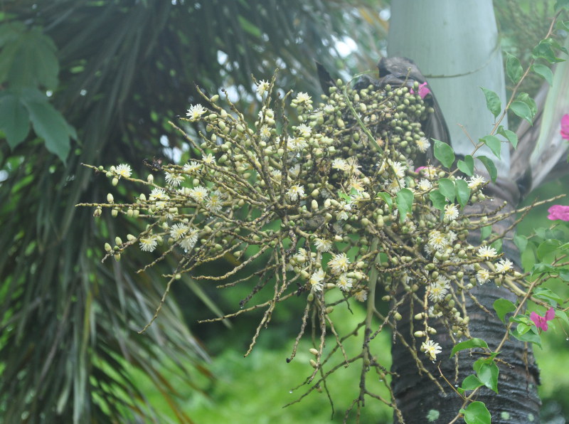 Image of Wodyetia bifurcata specimen.