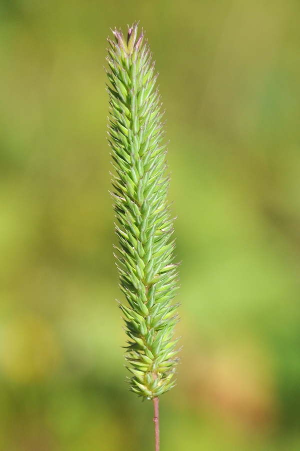 Image of Phleum phleoides specimen.