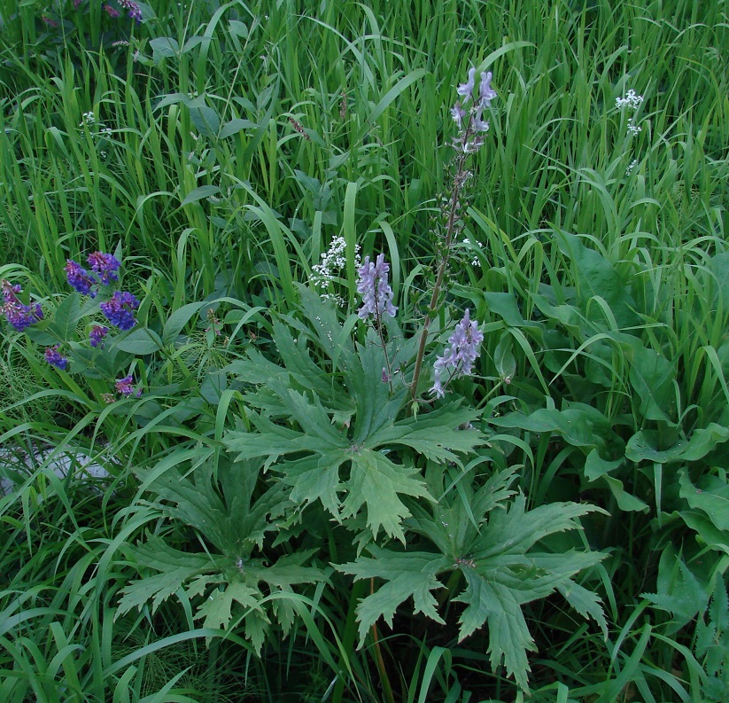 Image of Aconitum septentrionale specimen.