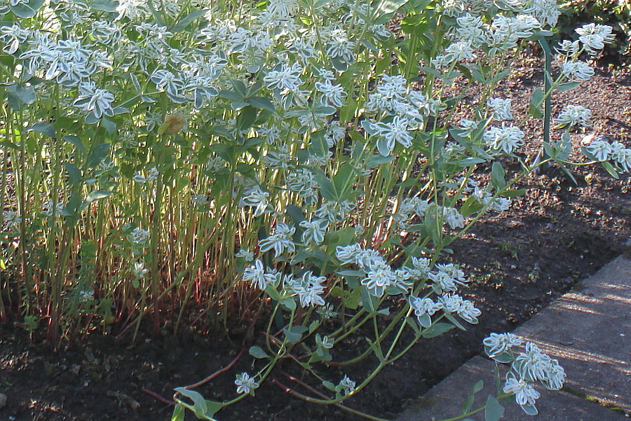 Изображение особи Euphorbia marginata.