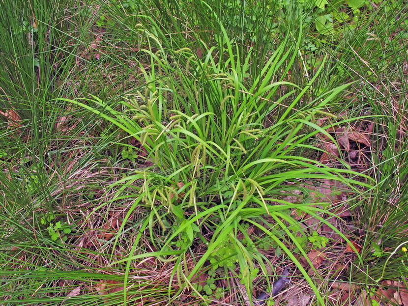 Изображение особи Carex tuminensis.