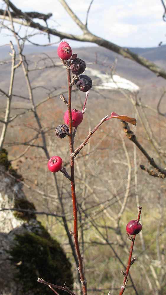 Image of Cotoneaster suavis specimen.