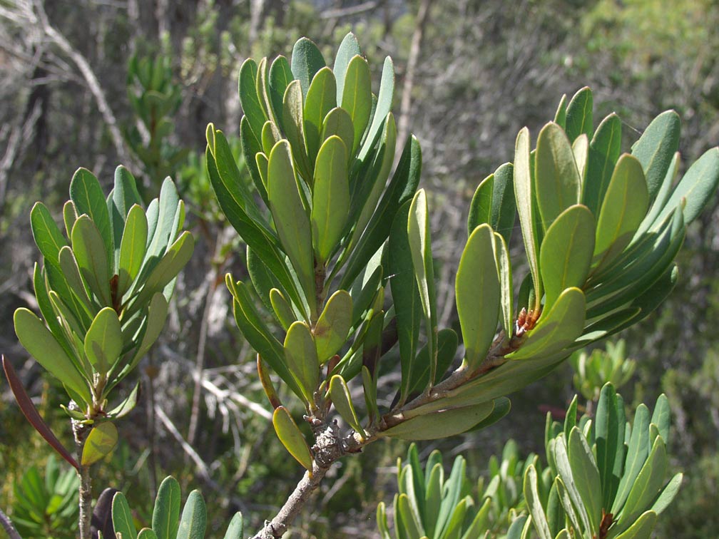 Image of Banksia marginata specimen.