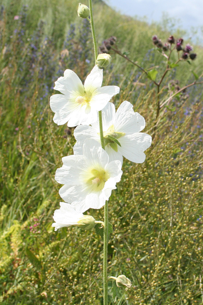 Image of Alcea nudiflora specimen.