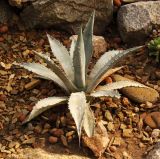 Agave americana. Вегетирующее растение. Украина, г. Запорожье, Запорожский детский ботанический сад. 30.03.2014.