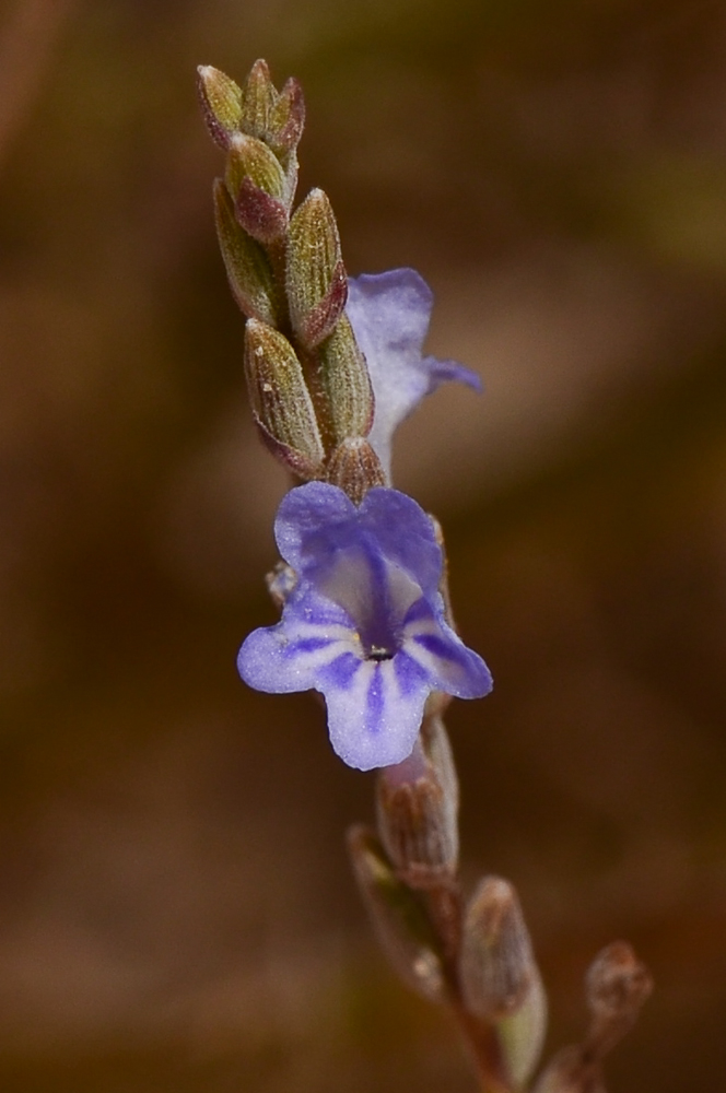 Image of Lavandula coronopifolia specimen.