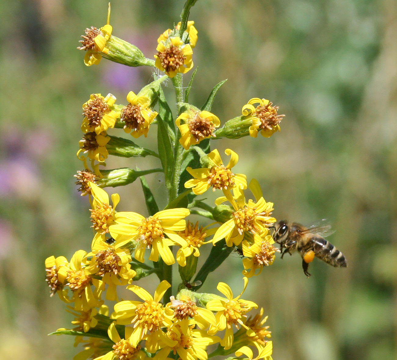 Image of Solidago virgaurea specimen.