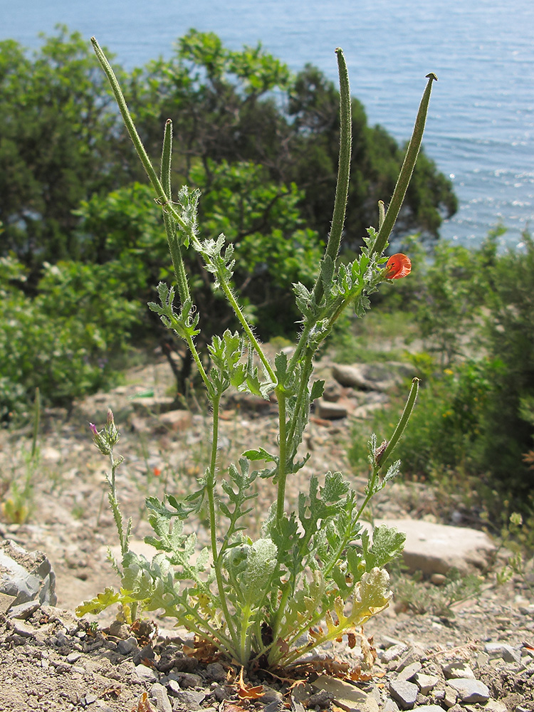 Image of Glaucium corniculatum specimen.