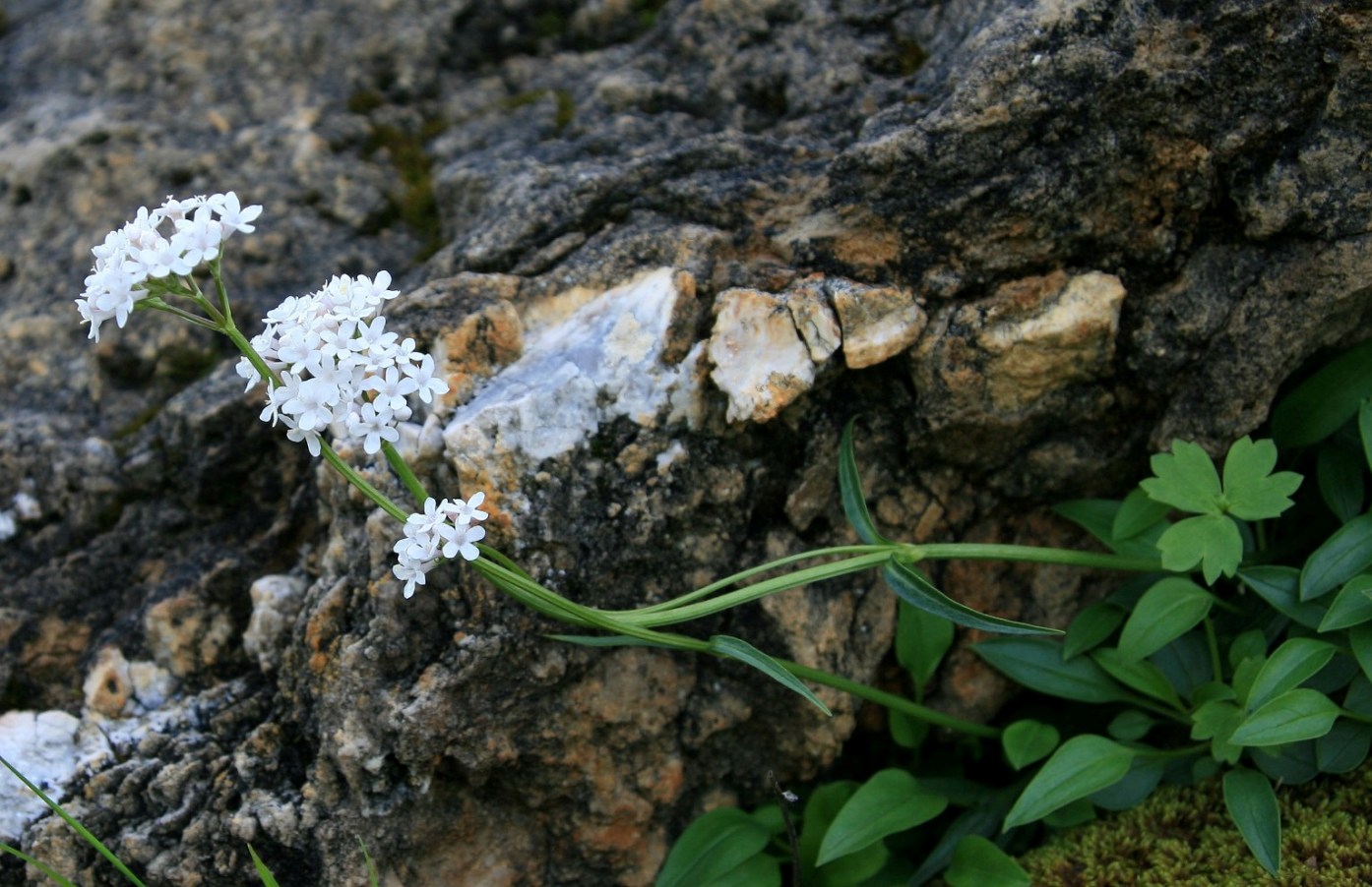 Image of Valeriana jelenevskyi specimen.