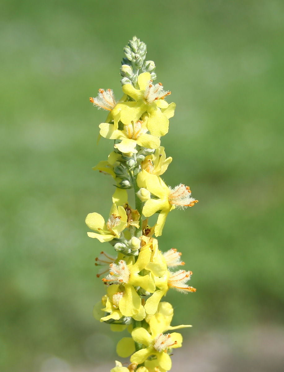 Image of Verbascum lychnitis specimen.