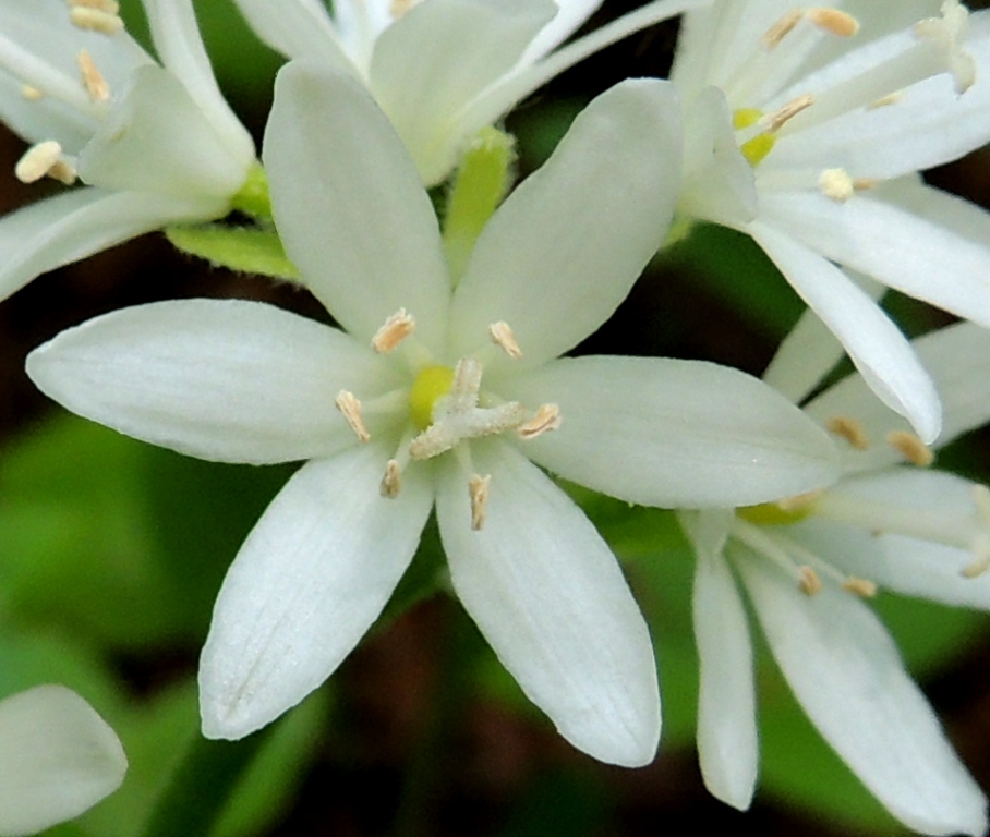 Image of Clintonia udensis specimen.