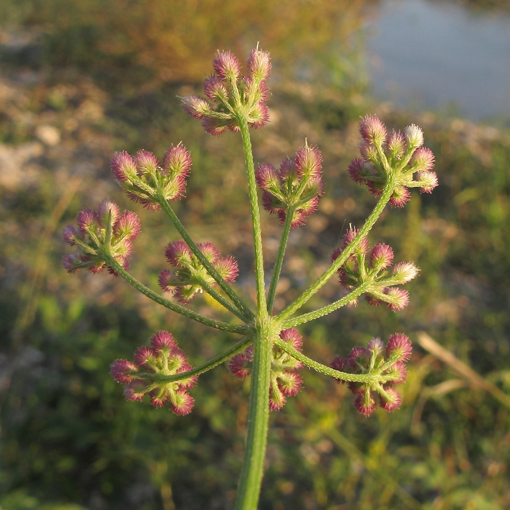 Image of Torilis arvensis specimen.