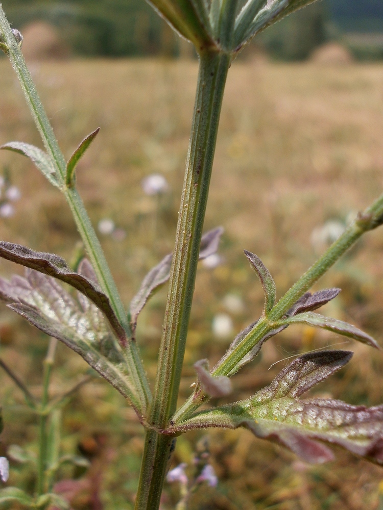 Изображение особи Verbena officinalis.