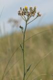 Pilosella echioides. Верхушка растения с соцветиями. Ростовская обл., Аксайский р-н, окр. хут. Александровка. 29.06.2014.