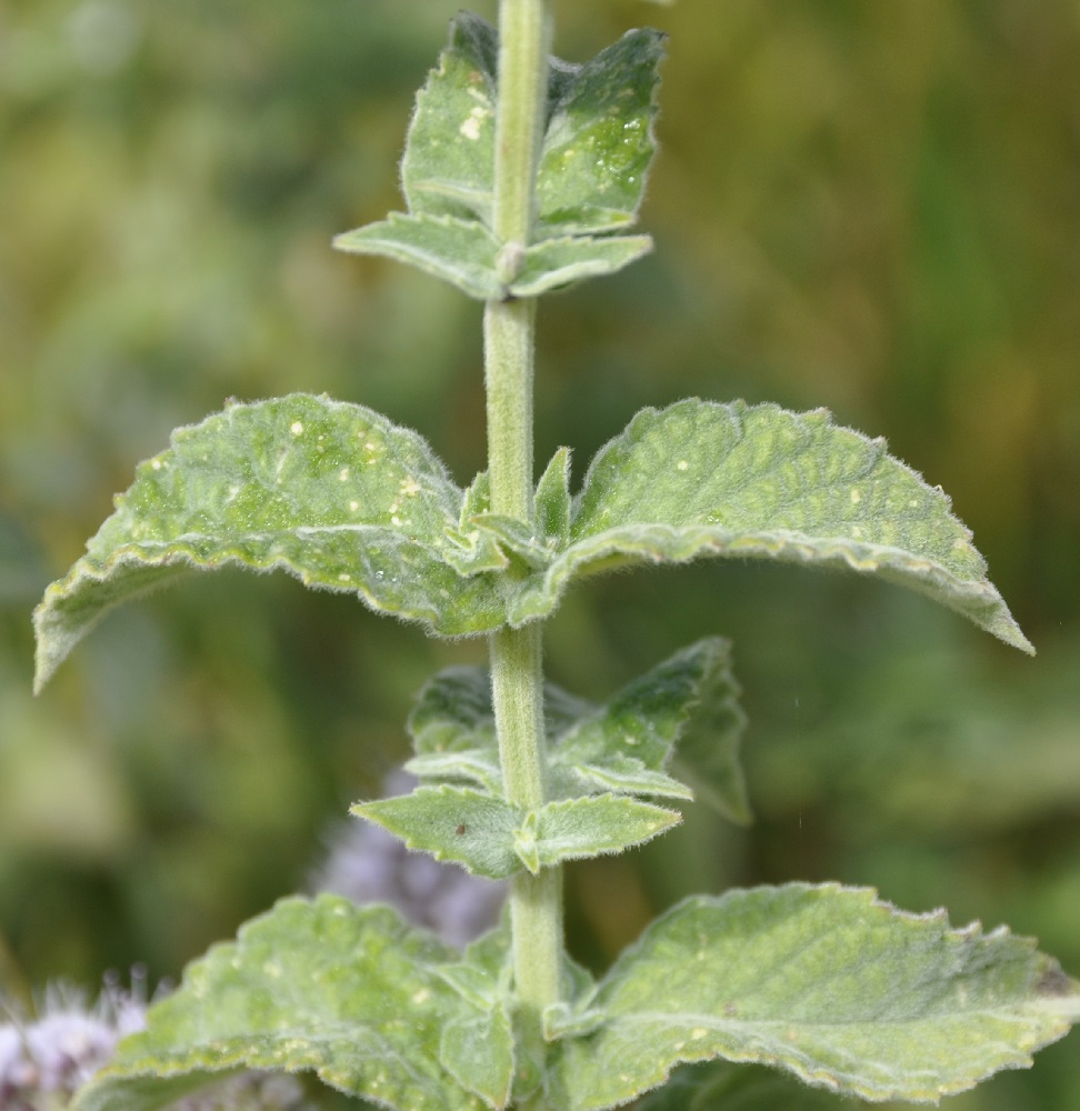 Изображение особи Mentha longifolia.