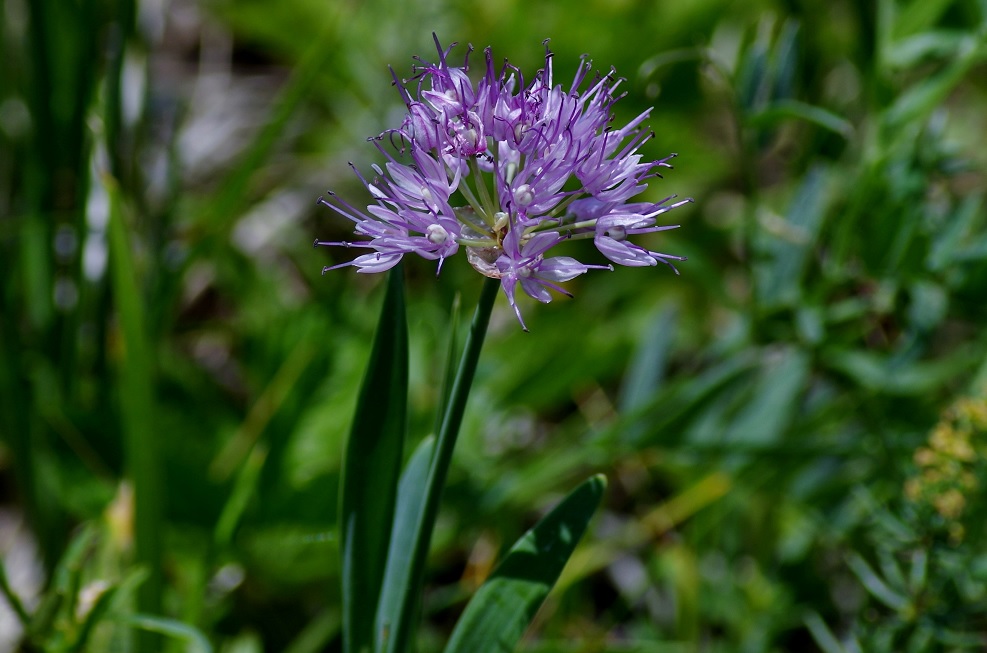 Image of Allium amblyophyllum specimen.